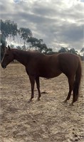(VIC) DAISY - THOROUGHBRED MARE