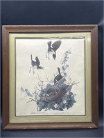 Framed Nesting Yellow Breasted Chats Print