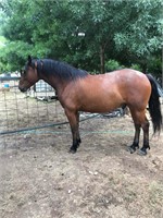 (VIC) DARBY - QH X CLYDIE GELDING