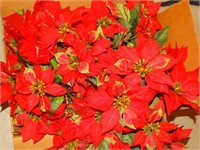 Poinsettia floral