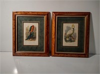 Antique Framed Avian Prints