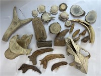 Collection of Fossil Bones & Teeth