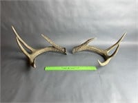 9 Point Whitetail Shed Set