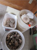 Buckets of shells