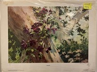 Y - BILL HARVEY LTD ED CLEMATIS UNFRAMED 24X18