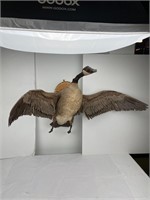 Mounted Flying Canadian Goose Taxidermy
