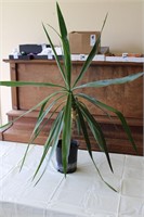 Live House Plant 39" Tall