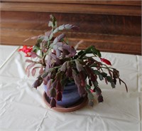 Christmas Cactus House Plant