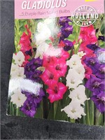 Gladiolus