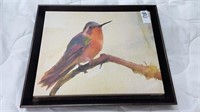 Framed canvas - bird print - 13 x 16 inches