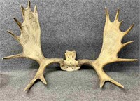 Moose Antlers, 39" spread