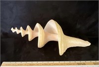 Vortex Australian Trumpet Shell 18 inches