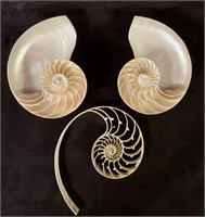 Chambered Nautilus Sliced in 1/3s