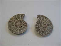 Sliced Nautilus Seashell Fossil -One Side Polished