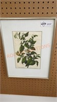 Vintage framed botanical art of garden nightshade