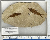 Fish Fossil, Wyoming
