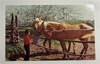 Vintage RPPC Postcard Feeding Time!