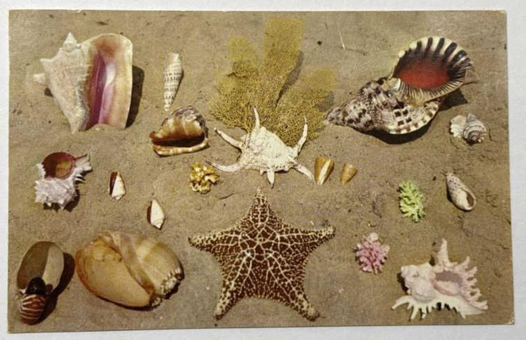 1959 Stamped Central Florida Beach Scene RPPC