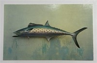 Vintage PPC Postcard Spanish Mackerel!