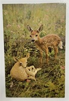 Vintage RPPC Postcard Lusterchrome Fawns Resting!