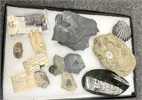 Limonite pieces, fossils