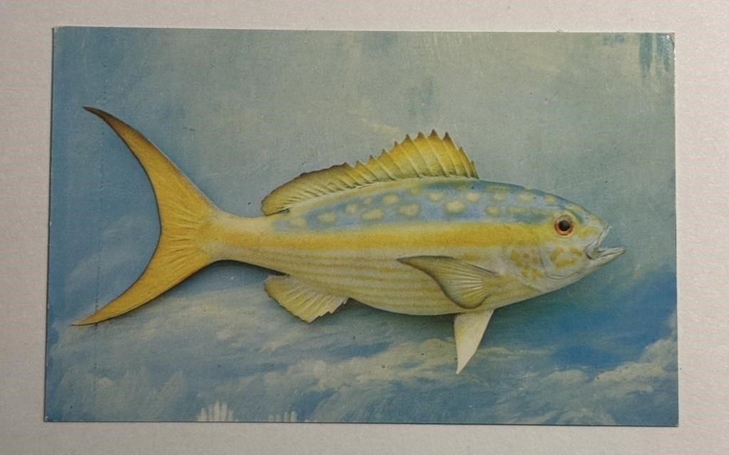 Vintage PPC Postcard Yellowtail!