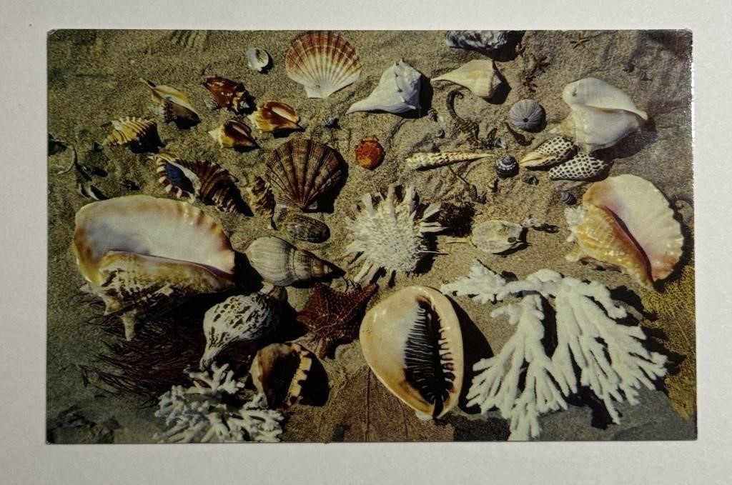 Vintage RPPC Postcard Shells From The Coasts!