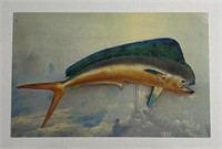 Vintage PPC Postcard Dolphin Fish!