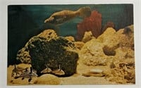 Vintage PPC Postcard Orange File Fish Cubbyu!