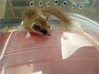 Micro squirrel /African Pigmy dormice