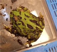 PAC man frog
