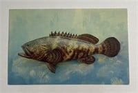 Vintage PPC Postcard Jew Fish!