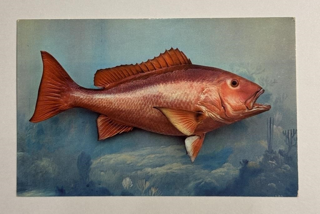 Vintage PPC Postcard Red Snapper!