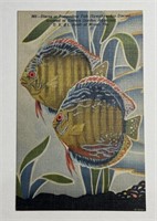 1940s Vintage PPC Postcard Discus Pompadour Fish!