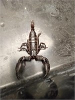 Asian scorpion