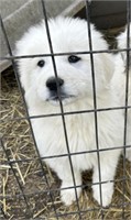 Male great Pyrenees puppy eight weeks old has