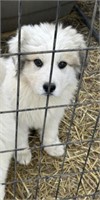 Male great Pyrenees puppy eight weeks old has