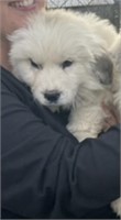 FeMale great Pyrenees puppy eight weeks old has