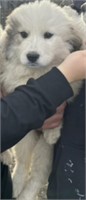 FeMale great Pyrenees puppy eight weeks old has