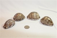 Lot of Four Various Seashells with Stands