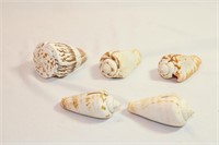 Lot of Five Various Seashells with Stands