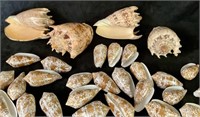 4 Imperial Volute Shells and Textile Cone Shells