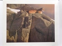 Daniel Smith Signed #3/650 Canyon Outpost Cougar