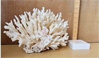 CORAL! LARGE 8"x12" WHITE ELKHORN CORAL SPECIMEN!