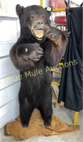 Full body black bear mount-63"tall