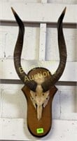 East Africa Nyala Horns Skull plate mount on board