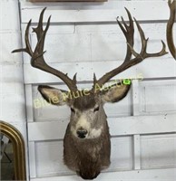 Mule deer mount-23"spread