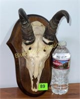 Mountain Reedbuck skull on wood plaque-rough