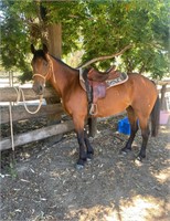 (VIC) ASH - WALER X QH MARE