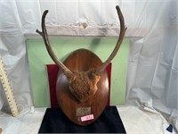 *1985 SPIK ELK FROM, CO